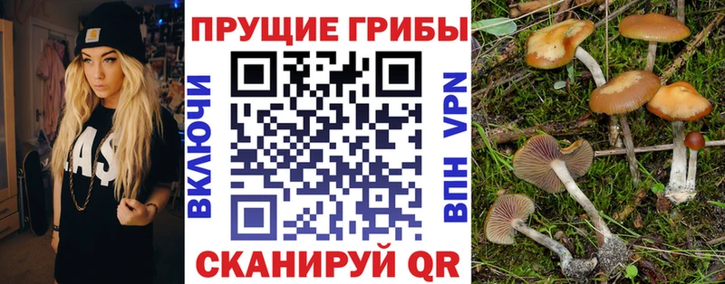 дарк нет официальный сайт  где найти наркотики  Бузулук  Галлюциногенные грибы Cubensis 