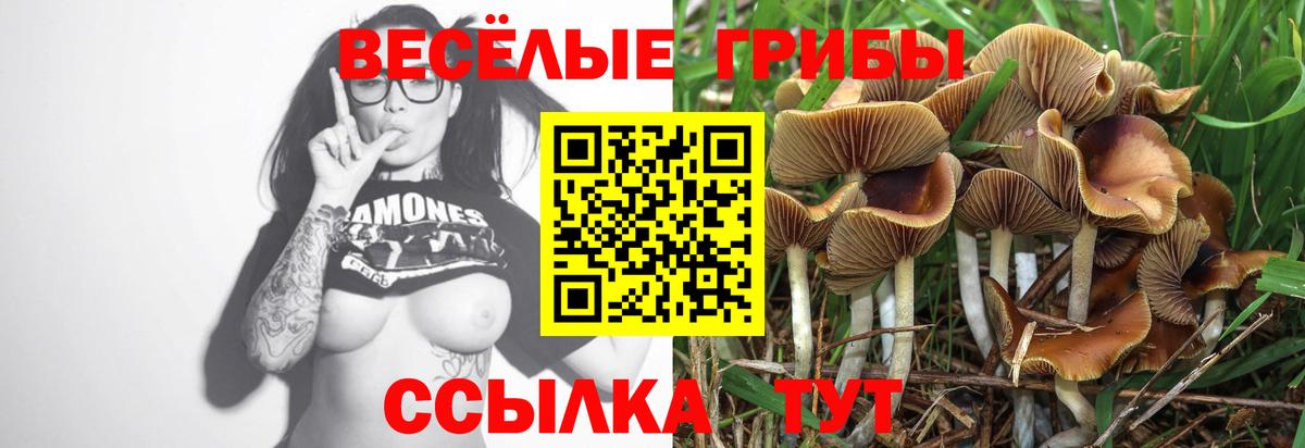 Псилоцибиновые грибы Psilocybe Бузулук
